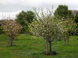 community orchard photo